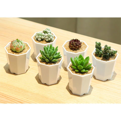 多肉植物與谷類作物 小身軀與大世界的奇妙對話