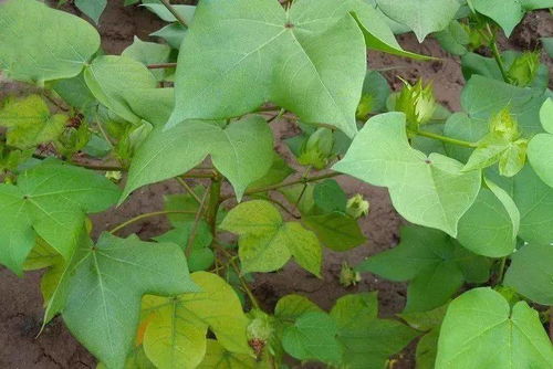 氮磷鉀 谷類作物施肥的科學(xué)之道