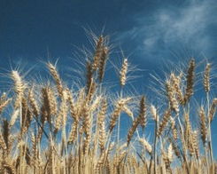 2009年俄羅斯谷物進口額飆升65% 禾本科雜草成農業隱憂