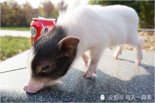 老人的話真不假——71年豬豬豬的后半生，知命還是認命