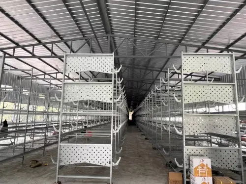 80后大學(xué)生返鄉(xiāng)創(chuàng)業(yè)，蛋雞養(yǎng)殖年銷售額破億元